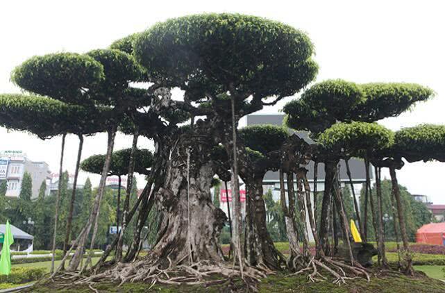 吸塑环评 第219页